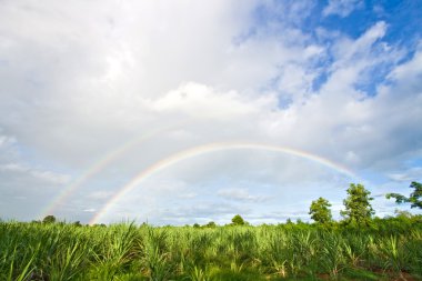 Rainbow in meadows grass clipart