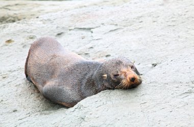 Sleepy seal clipart