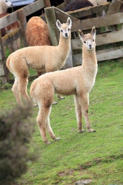 Two brown lamas clipart