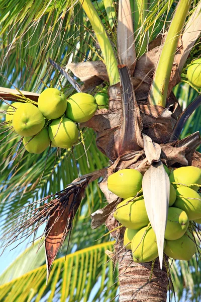 Tropische kokosnoot — Stockfoto