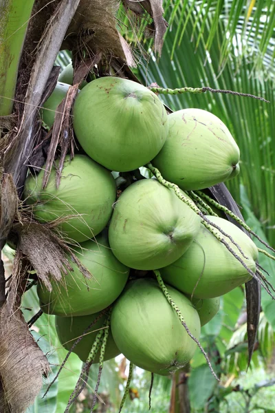 Tropické kokosové — Stock fotografie