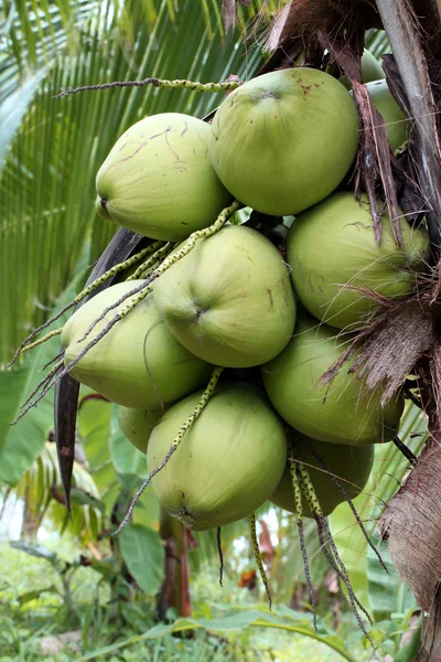 Kokosnoot fruitboom — Stockfoto