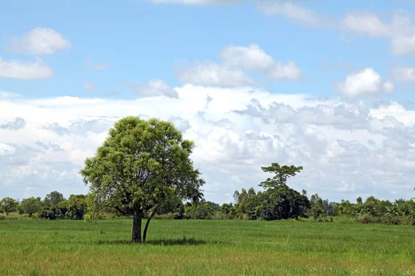 stock image Alone Tree