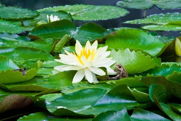 Żółty lotus i żaba — Zdjęcie stockowe