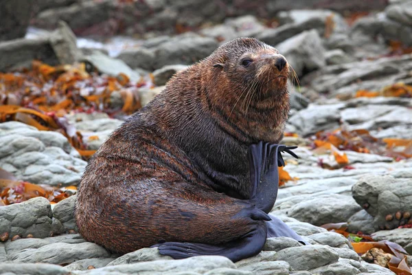 Relaxing wild seal — Stock Photo, Image