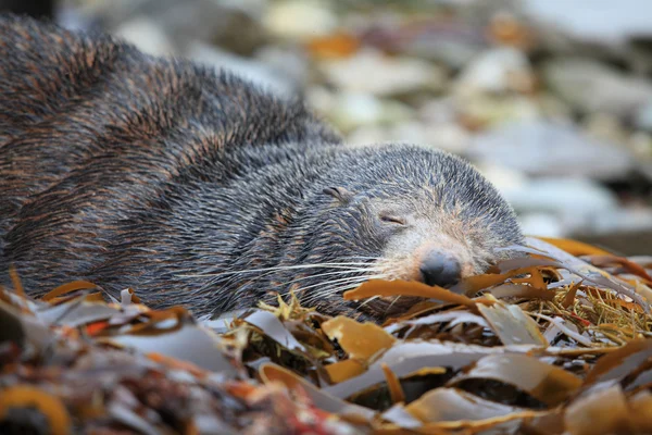 Sleeping wild seal — Stock Photo, Image