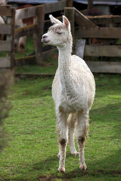 Lama in farm — Stock Photo, Image