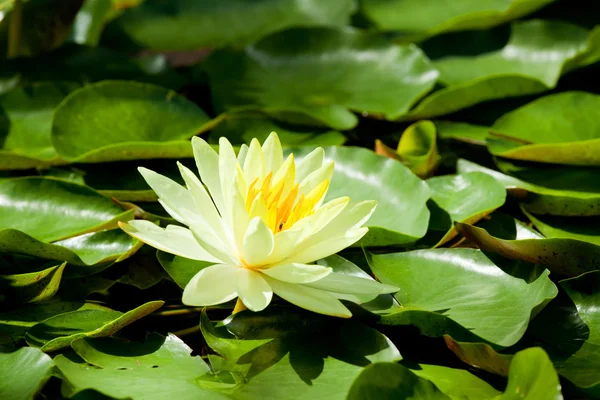 Yellow Lotus — Stock Photo, Image