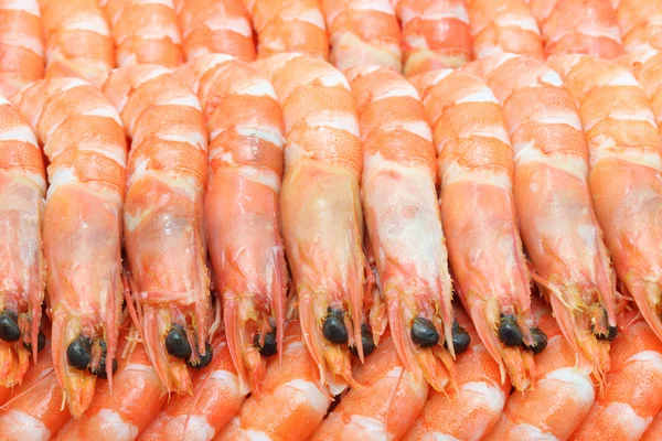 Vařené krevety — Stock fotografie