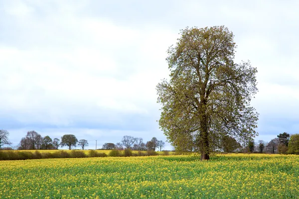 Дерево с полем — стоковое фото