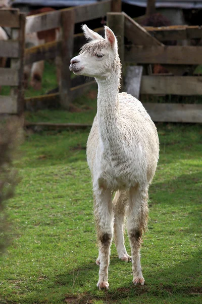 Lama in farm Royalty Free Stock Images