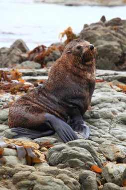 Cute wild seal clipart