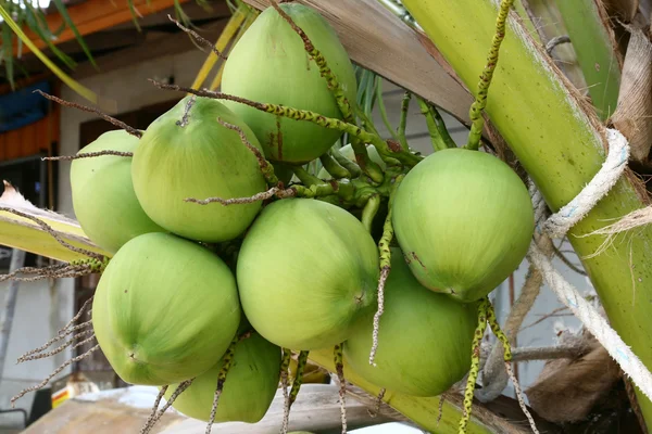 Tropische kokosnoot — Stockfoto