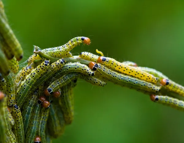 绿色的虫子 — 图库照片