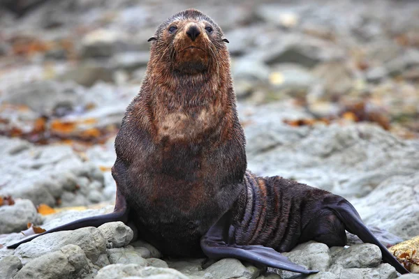 Wild seal at Seal colony — Stock Photo, Image
