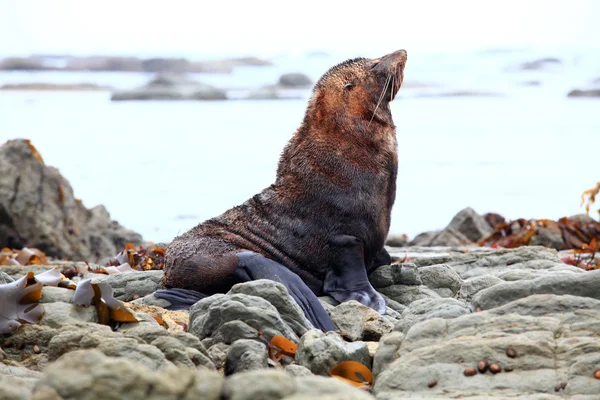 Seal on coast — Stock Photo, Image