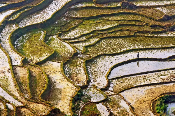 Sapa ryżowe pole — Zdjęcie stockowe