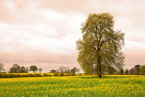 Дерево с полем — стоковое фото