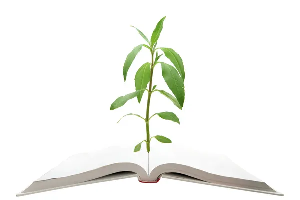 Livro mágico em branco com árvore verde — Fotografia de Stock