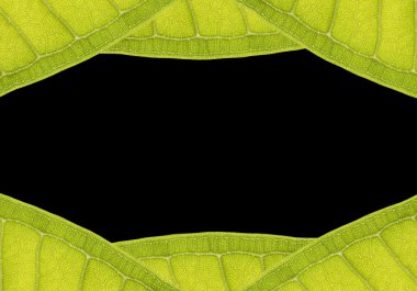 Natural frame from leaf with space for text on black clipart