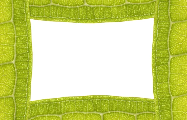 Leaf Texture Frame — Stock Photo, Image