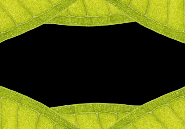 Натуральная рамка из листа с местом для текста на черном — стоковое фото