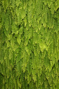 Green Fern Background clipart