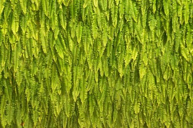 Fern Background clipart