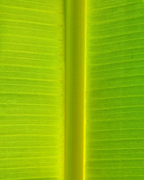 Banana Leaf Texture — Stock Photo, Image