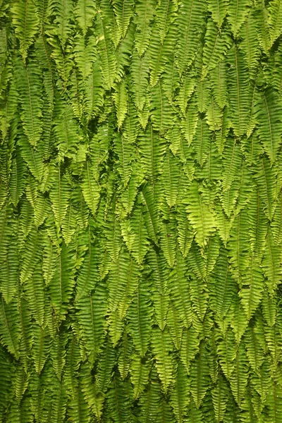 stock image Green Fern Background