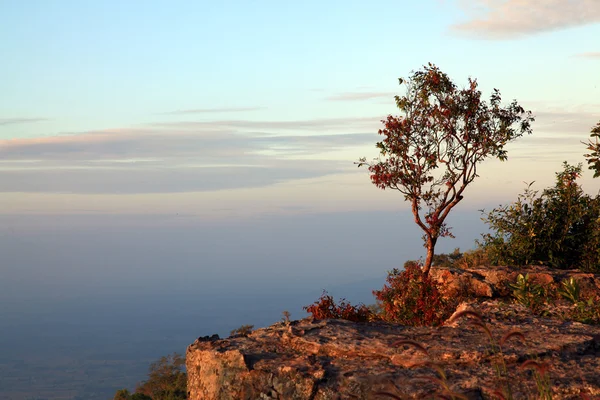 Одинокое дерево на скале — стоковое фото