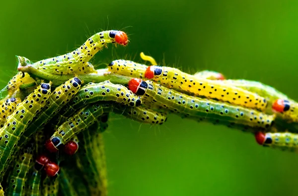 Зелений черв'як, гусениця — стокове фото