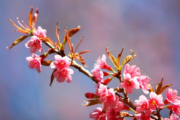 Sakura. — Foto de Stock