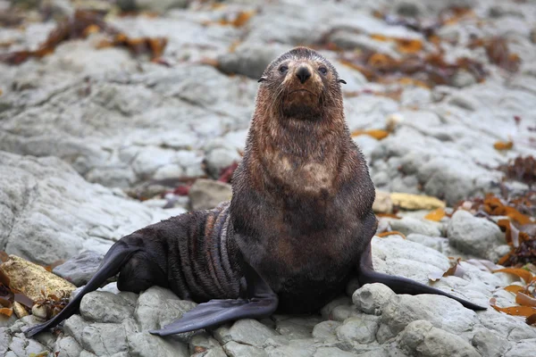 Wild seal at Seal colony — Stock Photo, Image