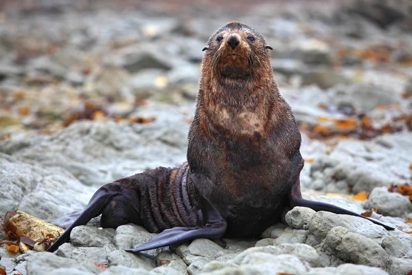 Foca salvaje en la colonia de focas de Kaikoura Nueva Zelanda — Foto de Stock