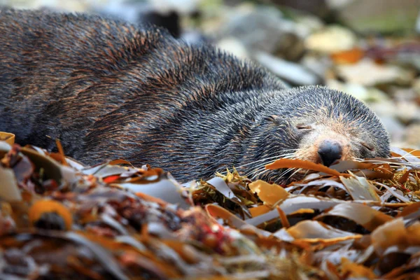 Cute sleeping seal — Stock Photo, Image