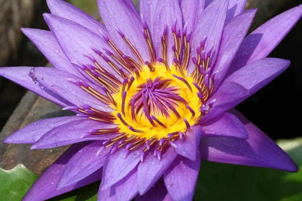 Water Lily lotus — Stock Photo, Image