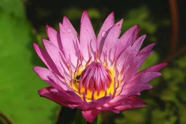 Pink Water Lily lotus — Stock Photo, Image