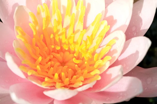 粉红荷花 — 图库照片