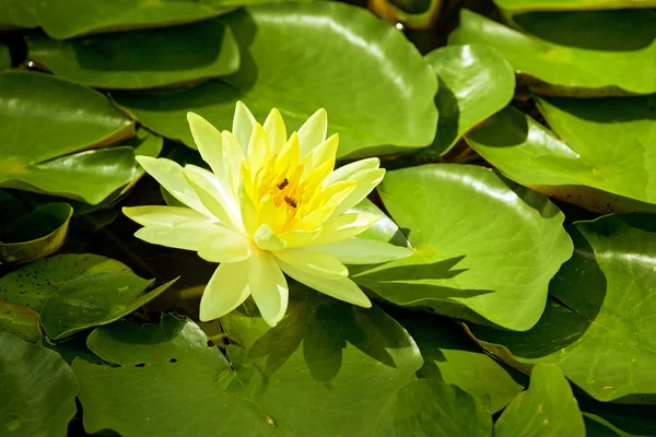 Yellow Lotus — Stock Photo, Image