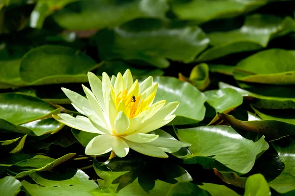 Yellow Water Lily — Stock Photo, Image
