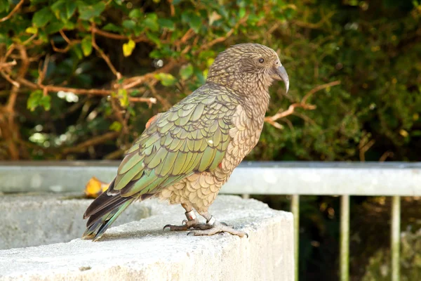 Pájaro Kea — Foto de Stock