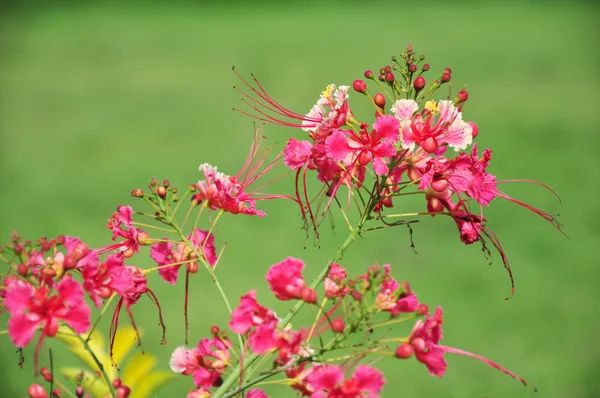 Roze bloem op groen — Stockfoto