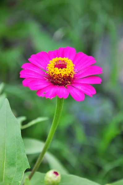 Stock image Pink Flower On Green