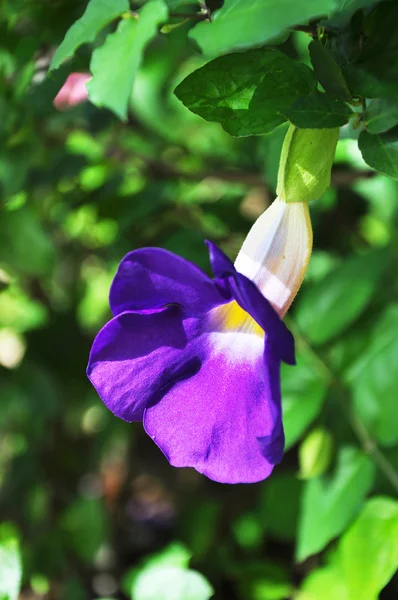 Violett blomma på gröna — Stockfoto
