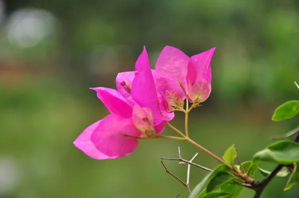 Różowy kwiat zielony — Zdjęcie stockowe