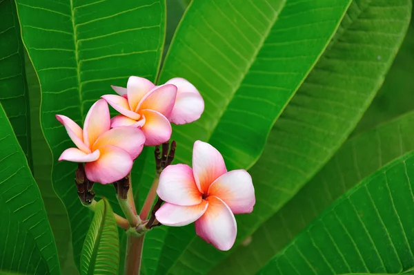Flores tropicales sobre hojas verdes — Foto de Stock