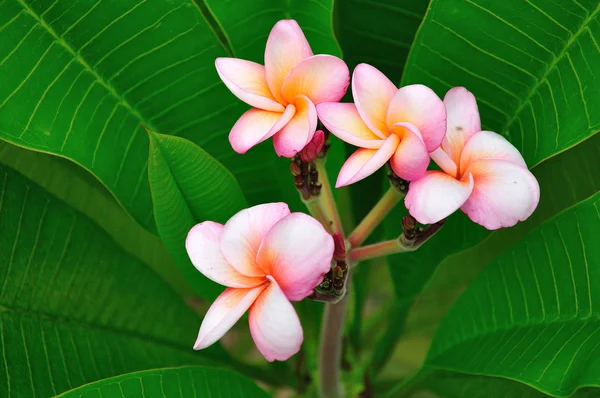 Tropical flowers on green leafs — Stock Photo, Image