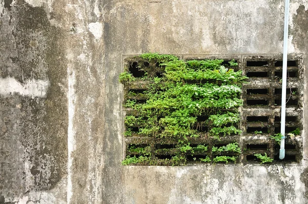 Зеленое окно на старой стене — стоковое фото