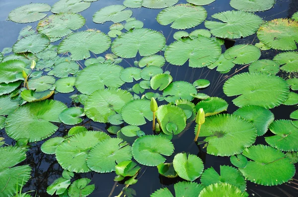 Lotus lämnar flytande i poolen — Stockfoto